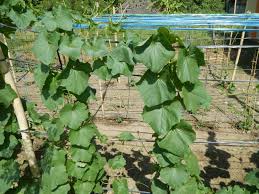 Image result for Luffa acutangula