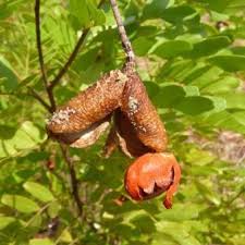 Image result for Copaifera baumiana