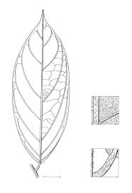 Image result for Afrostyrax