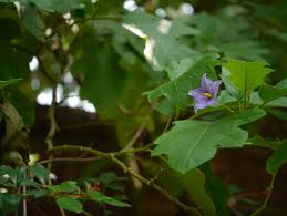 Image result for Solanum wrightii
