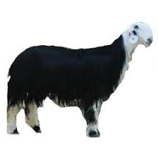 Maybe you would like to learn more about one of these? Najdi Ù†Ø¬Ø¯ÙŠ