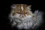 Persians for Sale | Cats on Oodle Classifieds