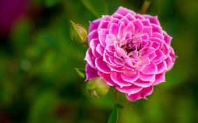 Rose Pink Wallpaper Hd Flower Nature Garden Hd Wallpapers Nature Flowers 144500 Hd Wallpaper Backgrounds Download If you collect several different flowers, you get a everything is fine in this picture.