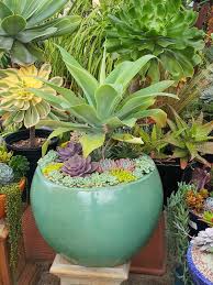 A nursery specializing in strange and beautiful succulents and cacti. Studio Garden Bungalow It S Cactus Time California Cactus Center