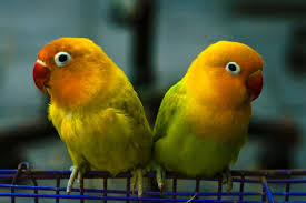 14 Fun Facts About Lovebirds Science Smithsonian Magazine