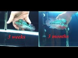 Flowerhorn Growth In 3 Months That He Has Been With Me