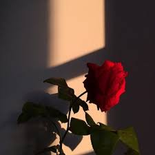 Flower Nature And Red Image Aesthetic Roses Flower Background Wallpaper Flower Aesthetic