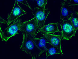 The results showed that the igg ascs were scattered in the lamina propria (lp). Ifluor Dyes And Kits Aat Bioquest