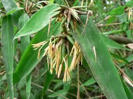 Image result for Oxytenanthera abyssinica