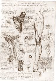 Leonardo Da Vinci Drawings Leonardo Da Vinci Arte Anatomica Riferimento Anatomia