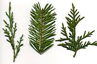 how to identify evergreen trees and shrubs terry l