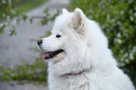 Frkn1pk Adli Kullanicinin Samoyed Panosundaki Pin