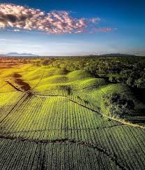 Kebun Teh Sidamanik