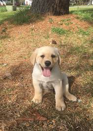 Yellow Lab Puppy Happy Boy Yellow Lab Puppy Lab Puppy Labrador
