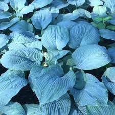 Epsom salt lawn care as previously mentioned, epsom salt contains magnesium (10% magnesium and 13% sulfur), which is key to seed germination, chlorophyll production, and improving the uptake of nitrogen, phosphorus, and sulfur. Blog Sunset Hosta Farm Com Use Of Epsom Salt On Hostas