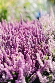 Image result for Calluna vulgaris