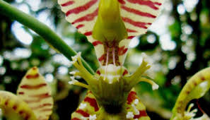 Image result for Solenangis