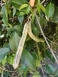 Image result for Mansoa difficilis