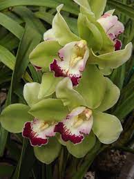 Cymbidium My Orchids Journal Cymbidium Orchid Cymbiflor Montage X Valley Zenith Beautiful Orchids Cymbidium Orchids Orchids