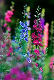 Pin By Nila Chejlyk On Gardens Delphinium Flowers Perennials Planting Flowers