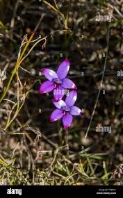 Image result for Mostuea brunonis