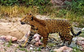 #gopro #gopro camera #killed #go pro #exploring #south africa #caught on camera #caught #leopard #amazing videos #cub #gopro hd. How Trump S Border Wall Could Block The Most Exciting Wildlife Comeback In North America Sierra Club