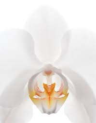 Image result for Orchidaceae