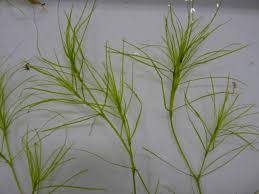 Image result for Najadaceae