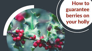 Little white flowers appear in early spring. Holly Berries How To Guarantee Berries On Your Holly Baxter Gardens