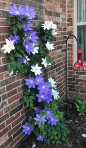 Tom thumb is a favorite from the children's library. Two Different Clematis Varieties Growing Together Clematis Trellis Climbing Clematis Plants