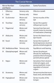 Central Nervous System Functions Cranial Nerves Cranial