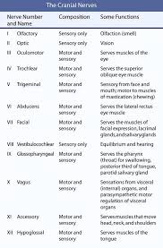 central nervous system functions cranial nerves nurse