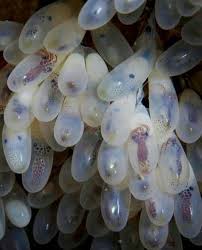 Octopus Sea Animals Octopus Ocean Creatures