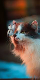 Beautiful Cat Wallpapers Vol 01 Komik Kedi Resimleri Kediler Ve Yavrulari Hayvanlar