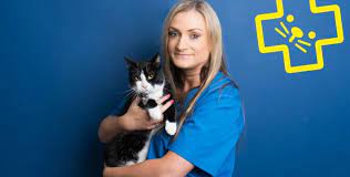 Atherton vets in atherton, manchester are ready how can i adopt a cat near me? Getting A Cat Village Vets