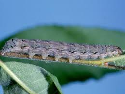 Image result for Graphiphora augur