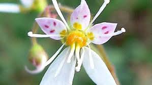 Image result for Cystostemon