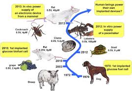 Cochlear implants bypass damaged parts of the cochlea to stimulate the auditory nerve directly. Towards Glucose Biofuel Cells Implanted In Human Body For Powering Artificial Organs Review Sciencedirect