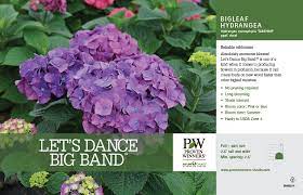 Adjusting the ph balance of the soil (the addition of aluminium sulphate) can change the flower colour from pink to red in this cultivar. Hydrangea Let S Dance Big Band Bigleaf Hydrangea 11x7 Variety Benchcard Proven Winners
