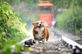 Embrace pet insurance and the geico insurance agency have teamed up to bring you comprehensive dog insurance and cat insurance. How Much Is Dog Insurance How To Discuss