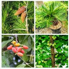 Klasifikasi Mahkluk Hidup Pengertian Kingdom Plantae Tumbuhan Pengertian Tumbuhan Tak Berpembuluh Tumbuhan Berpembuluh Cinta Sains Cinta Sains