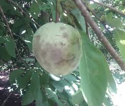 Аннона колючая, сметанное яблоко, гуанабана, саусеп, соусеп. Marvin J Nunez Twitter àªªàª° Y Anona Rosada Annona Diversifolia El Consumo Regular De Antioxidantes Protege Frente A Oxidantes Como La Luz Uv Polucion Previene O Mejora Enfermedades Degenerativas Y Circulatorias Uesoficial