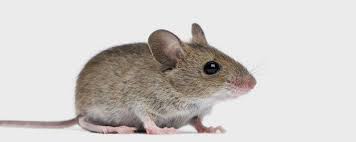 We have a systematic approach to fix serving the entire las vegas metro area. Rodent Removal Rodent Control Las Vegas Nv