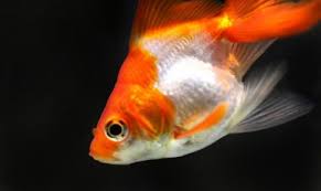 アクション, アドベンチャー, ファンタジー, コメディ other names: é‡'é­šã®ç—…æ°—ã®ç¨®é¡žã¨æ²»ç™‚æ³•ã‚'å¾¹åº•ç¶²ç¾… ç—‡çŠ¶ã¨äºˆé˜²æ³•ã‚‚ãƒã‚§ãƒƒã‚¯ Fish Paradise