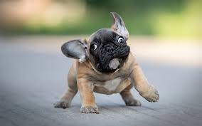 Indir Duvar Kagidi Kucuk Fransiz Bulldog Komik Hayvanlar Kopek Hayvanlar Komik Kopek Fransiz Bulldog Sevimli Hayvanlar Bulldogs Masaustu Icin Ucretsiz Bedava Duvar Kagitlari