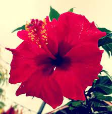 The Famous Samoan Hibiscus Bright Red Aute Hibiscus Flower So Pretty Hibiscus Flowers Hibiscus Tropical Flowers