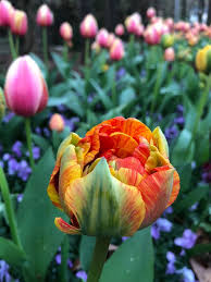 Jun 14, 2016 · the flowers themselves are beautiful and can make a great border or addition to any flower bed. Simply Flowers Inc Home Facebook