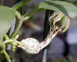Image result for Ceropegia crassifolia