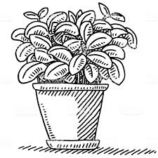 Black And White Plant Pots Clipart Fresh Basil Pot Plant Drawing Royalty Free Fresh Basil Pot Plant Drawing Stock Vector Art More Images Of Flower Pot Drawings Plant Drawing Art Inspiration