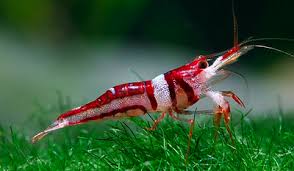 Live Tropical Fish Invertebrate Aquatic Plant Buy Live Tropical Fish Product On Alibaba Com Freshwater Aquarium Shrimp Fresh Water Fish Tank Aquarium Fish